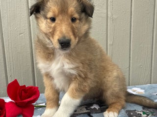 Collie dogs Cooper - Ad 16