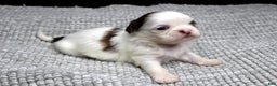Shih Tzu dogs for sale: Spot - Ad 5