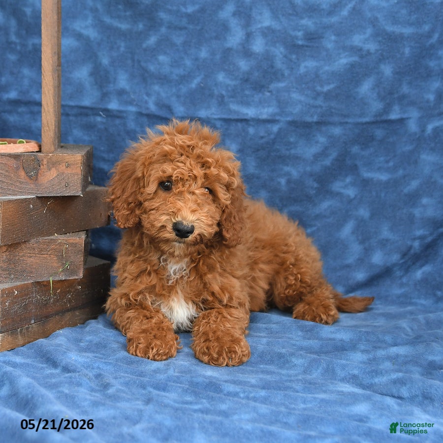 Mini Goldendoodle dogs for sale: Captain - Ad 4