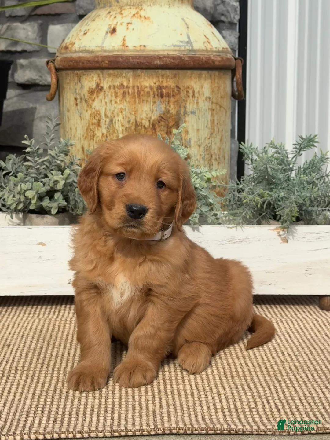 Golden Retriever dogs for sale: Bingo - Ad 1