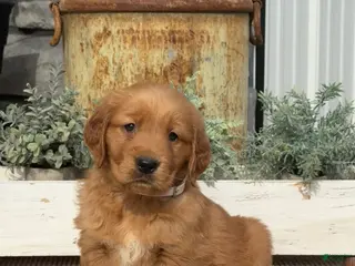 Golden Retriever dogs for sale: Bingo - Ad 1