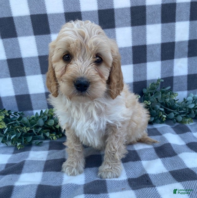 Mini Goldendoodle dogs Lenny - Ad 1