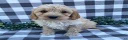 Mini Goldendoodle dogs for sale: Lenny - Ad 1