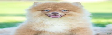 Waylon AKC