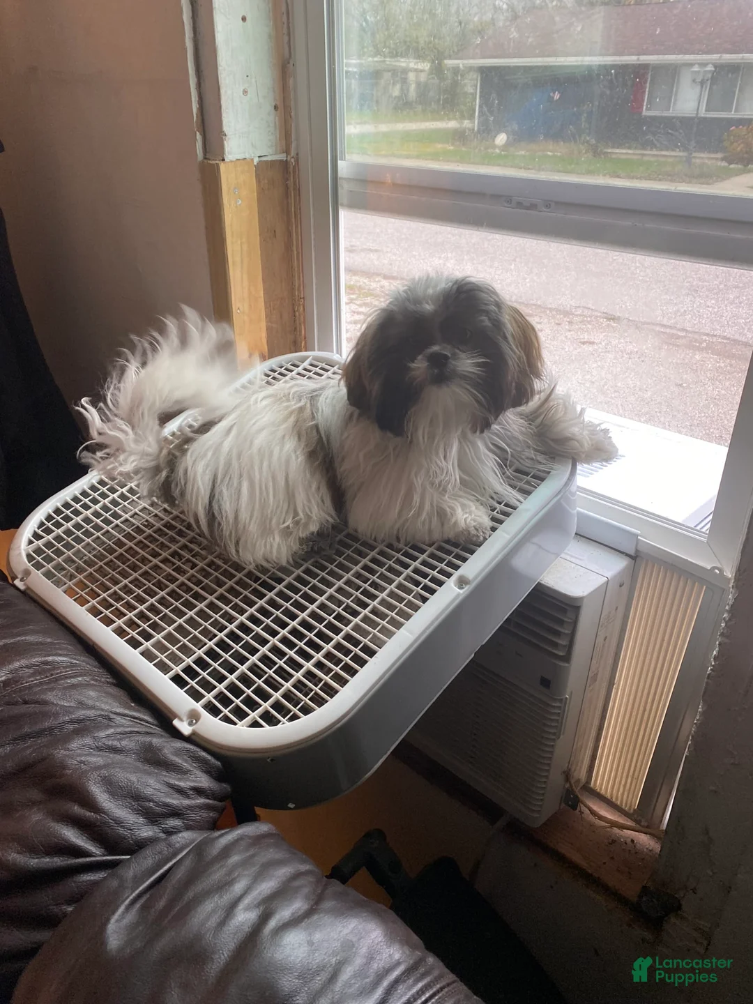 Gallery Image {{count}}