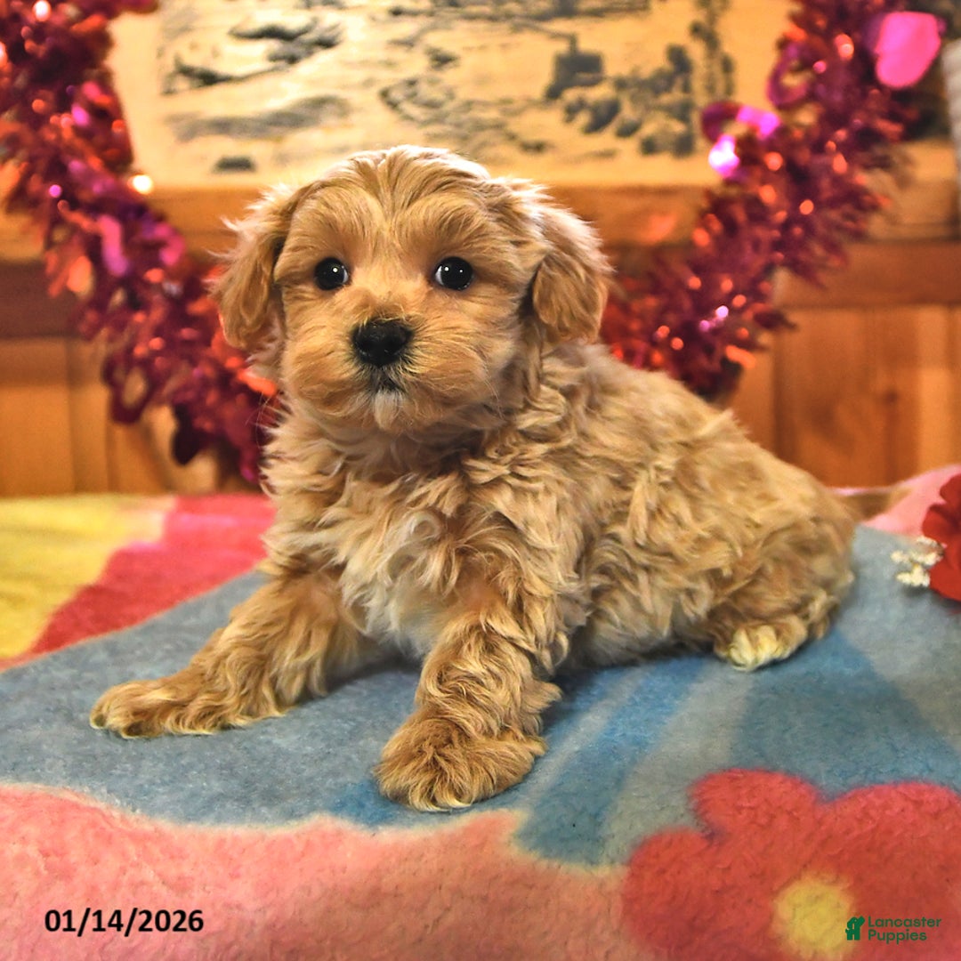 Maltipoo dogs for sale: Tucker - Ad 2