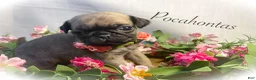 Pug dogs for sale: Pocahontas - Ad 6