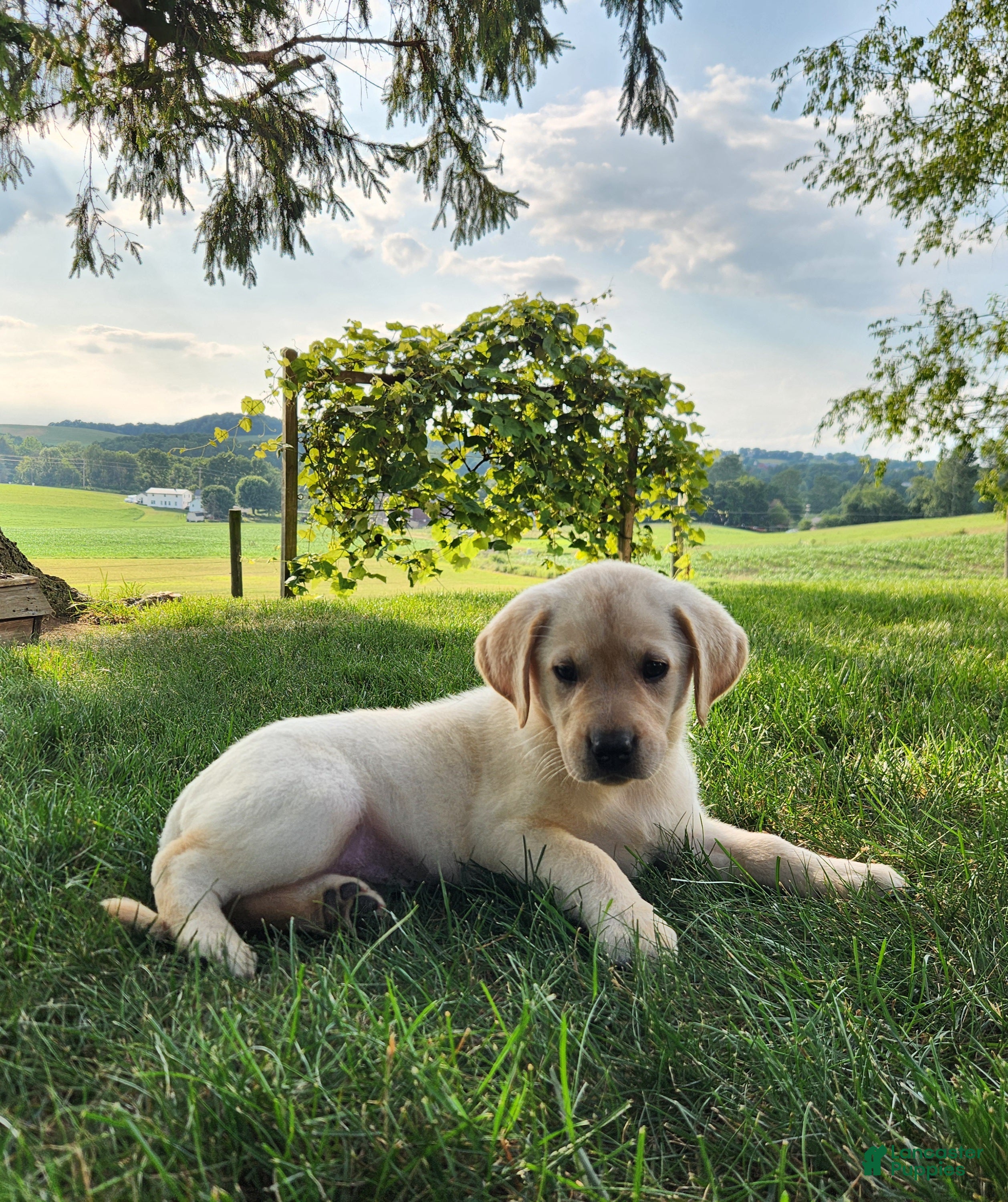 Labrador Retriever dogs Jess - Ad 1