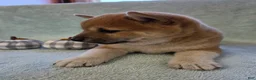 Shiba Inu dogs for sale: Cinnamon - Ad 3