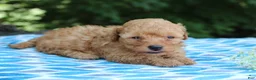 Miniature Poodle dogs for sale: Selesta - Ad 5