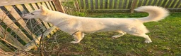 German Shepherd dogs for sale: German Shepherd 3 - Ad 3