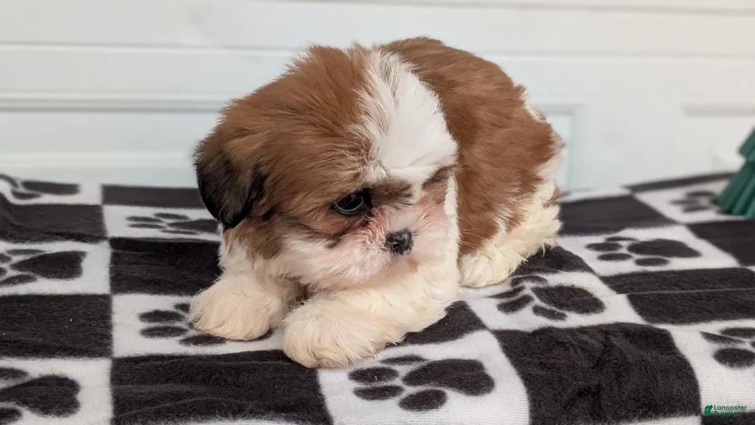 Shih Tzu dogs for sale: Poppy - Ad 8