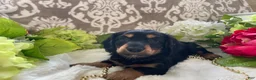 Miniature Dachshund dogs for sale: Kenzi - Ad 11