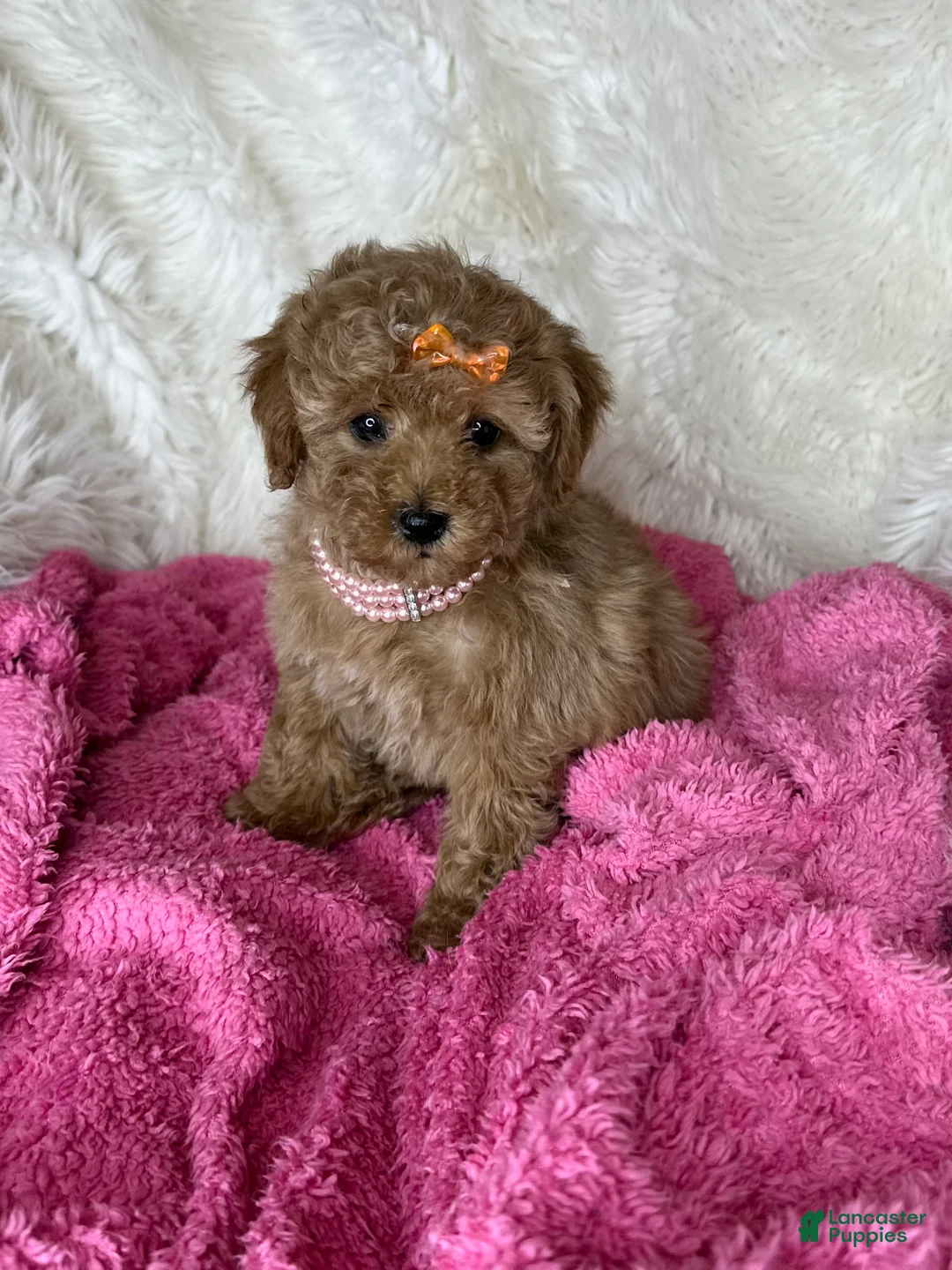 Toy Poodle dogs for sale: Felicity🌸 - Ad 1