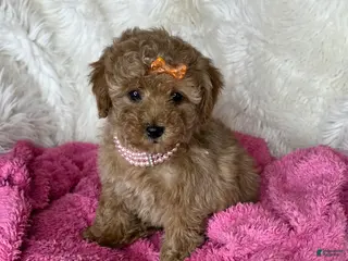 Toy Poodle dogs Felicity🌸 - Ad 19