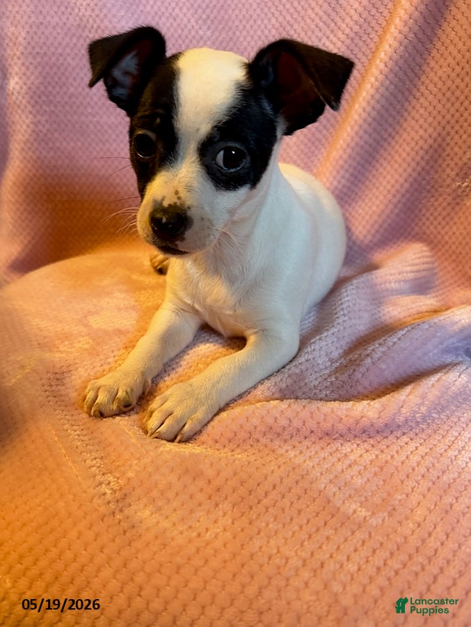 Mixed Breed dogs Precious - Ad 22