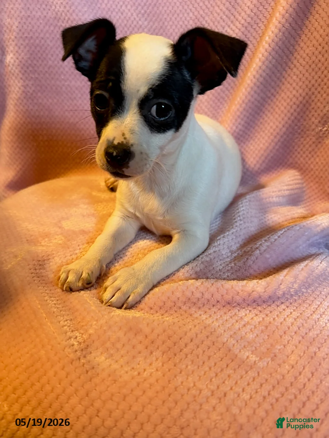 Mixed Breed dogs for sale: Precious - Ad 1