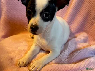 Mixed Breed dogs Precious - Ad 22