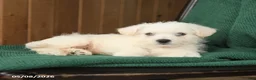 Westiepoo dogs for sale: Buddy - Ad 3