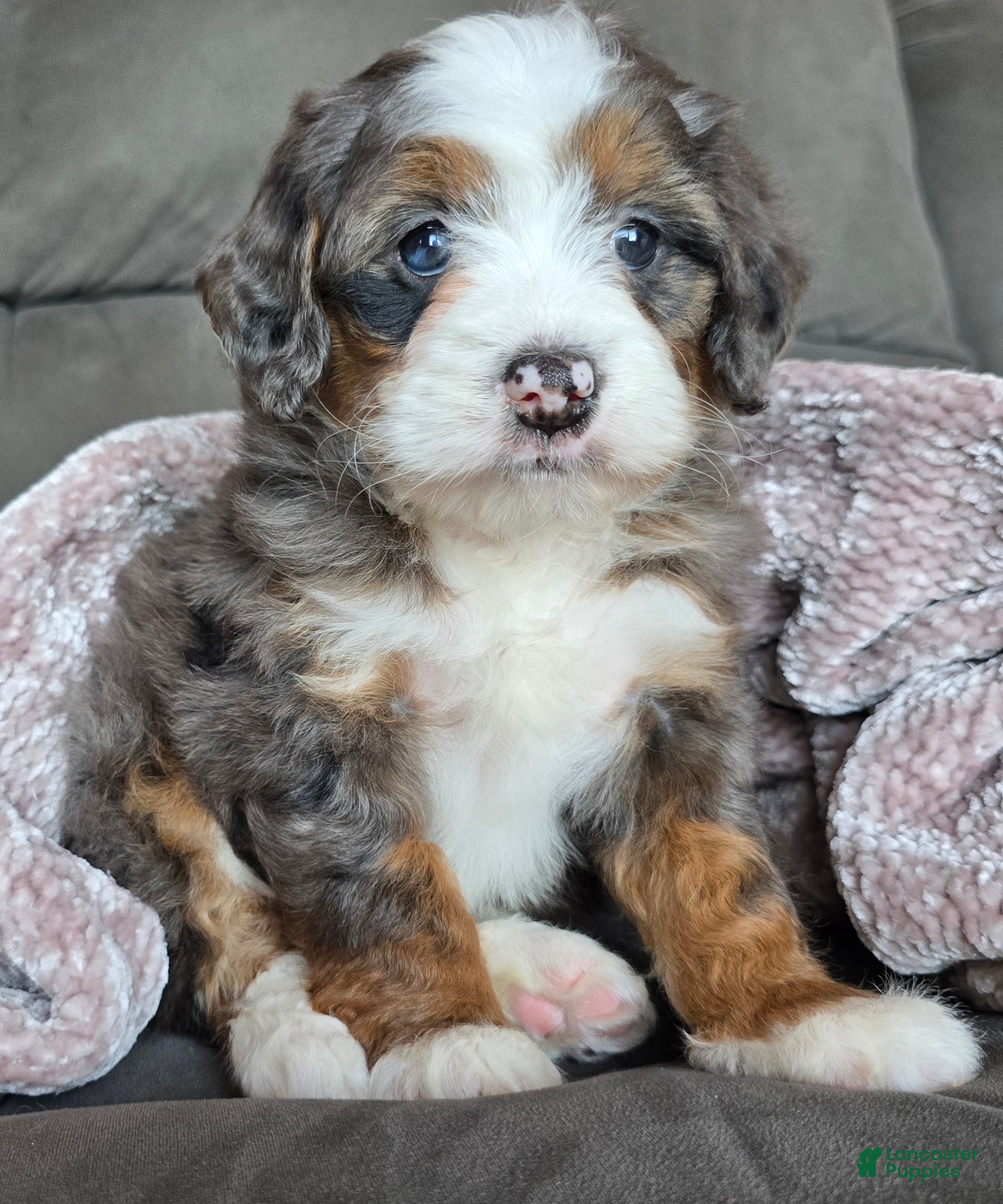 Mini Bernedoodle dogs Mini Izzy - Ad 24