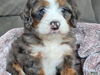 Mini Bernedoodle dogs Mini Izzy - Ad 16