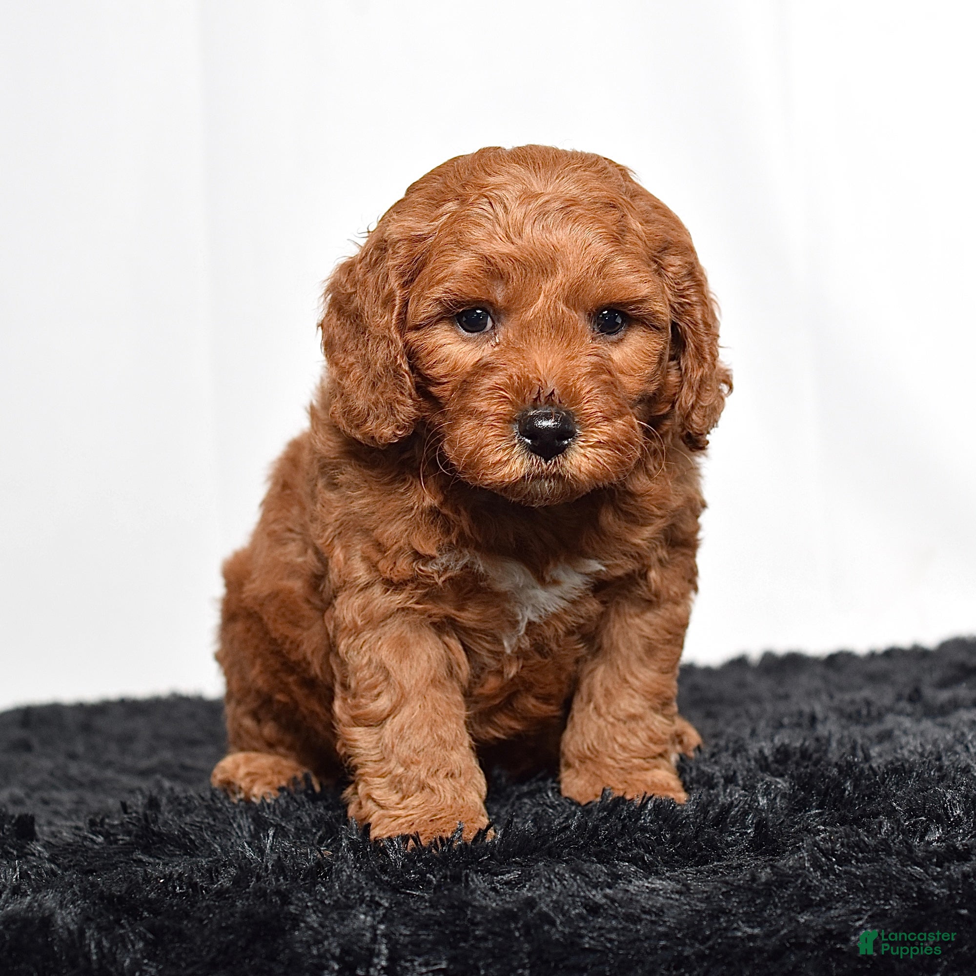 Mini Goldendoodle dogs  Murphy - Ad 1
