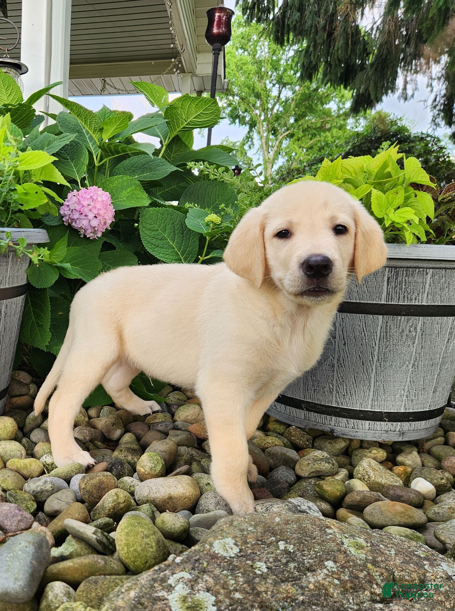 Labrador Retriever dogs Bentley  - Ad 1