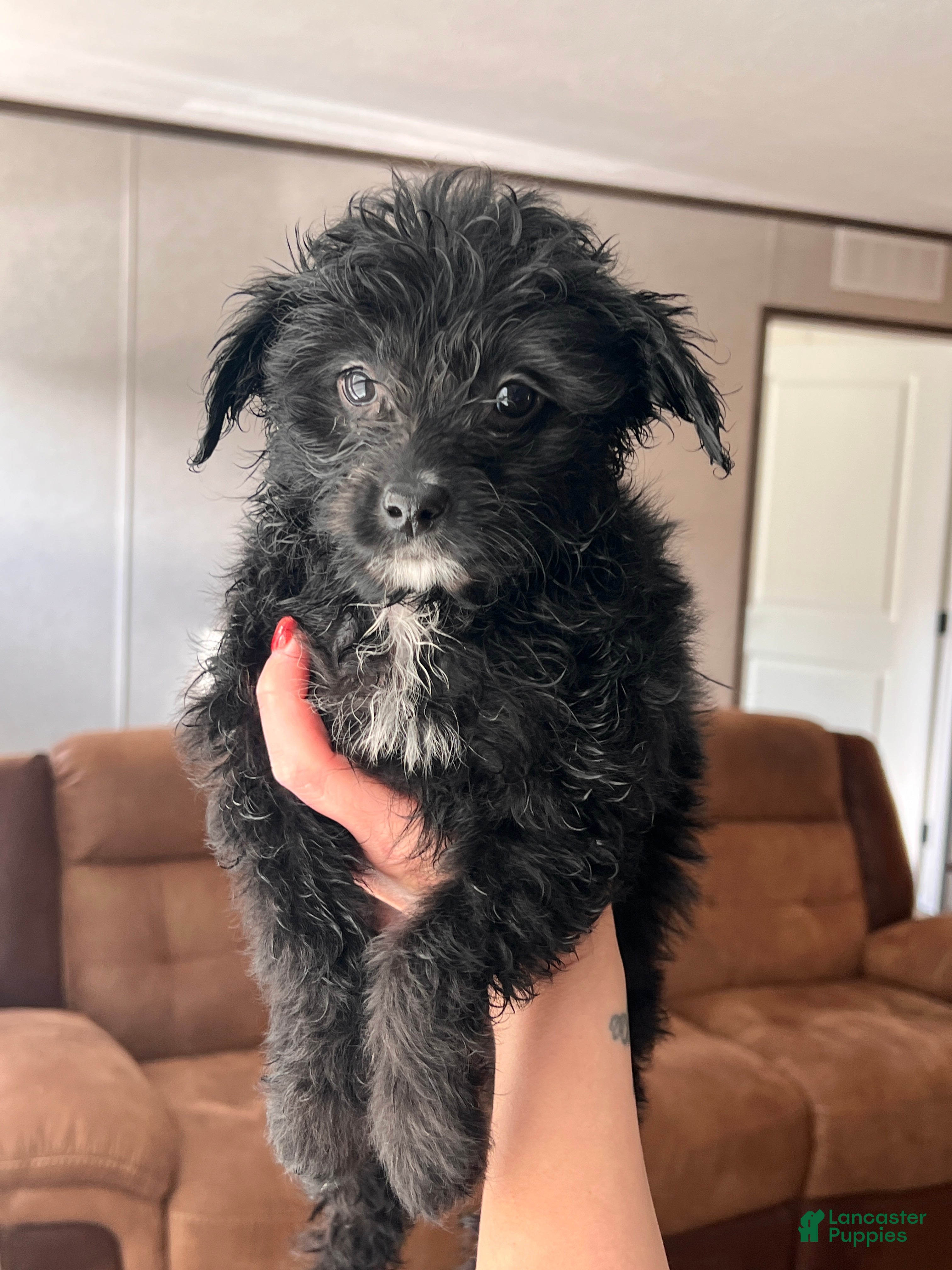 Mixed Breed dogs Molly - Ad 8