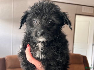 Mixed Breed dogs Molly - Ad 14