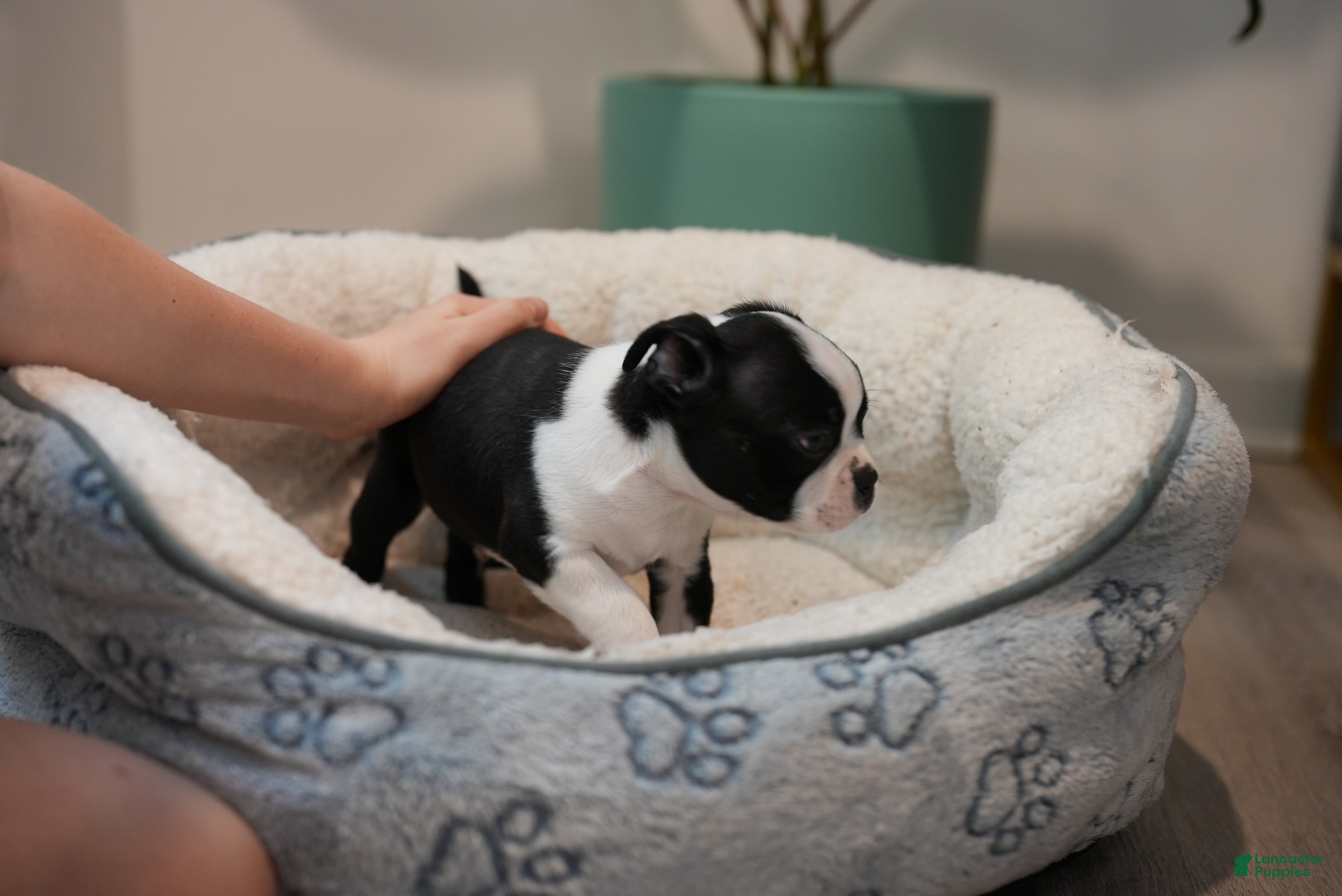 Boston Terrier dogs Bulldozer - Ad 18