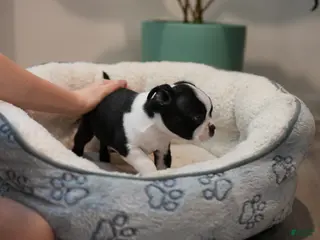 Boston Terrier dogs Bulldozer - Ad 40