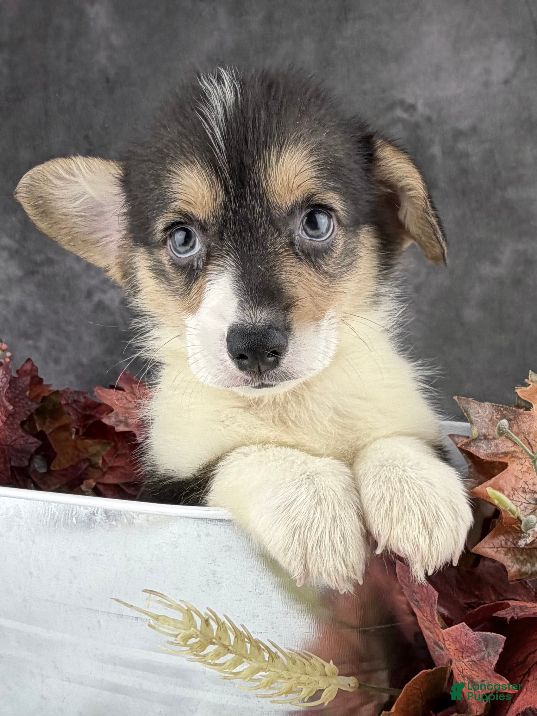 Pembroke Welsh Corgi