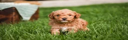 Miniature Poodle dogs for sale: Pedro - Ad 8