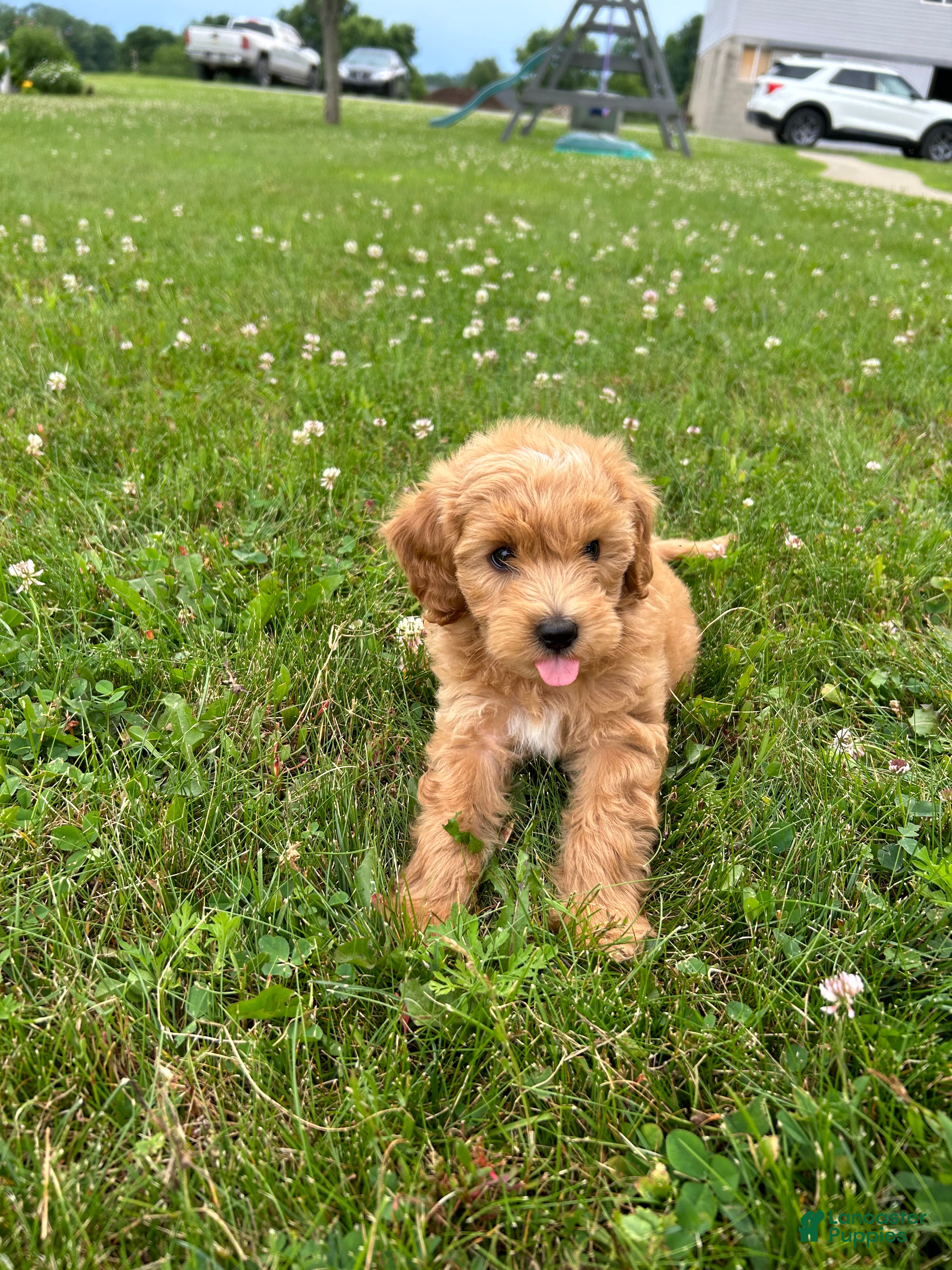 Mini Goldendoodle dogs Finn - Ad 1