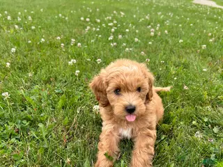 Mini Goldendoodle dogs for sale: Finn - Ad 2