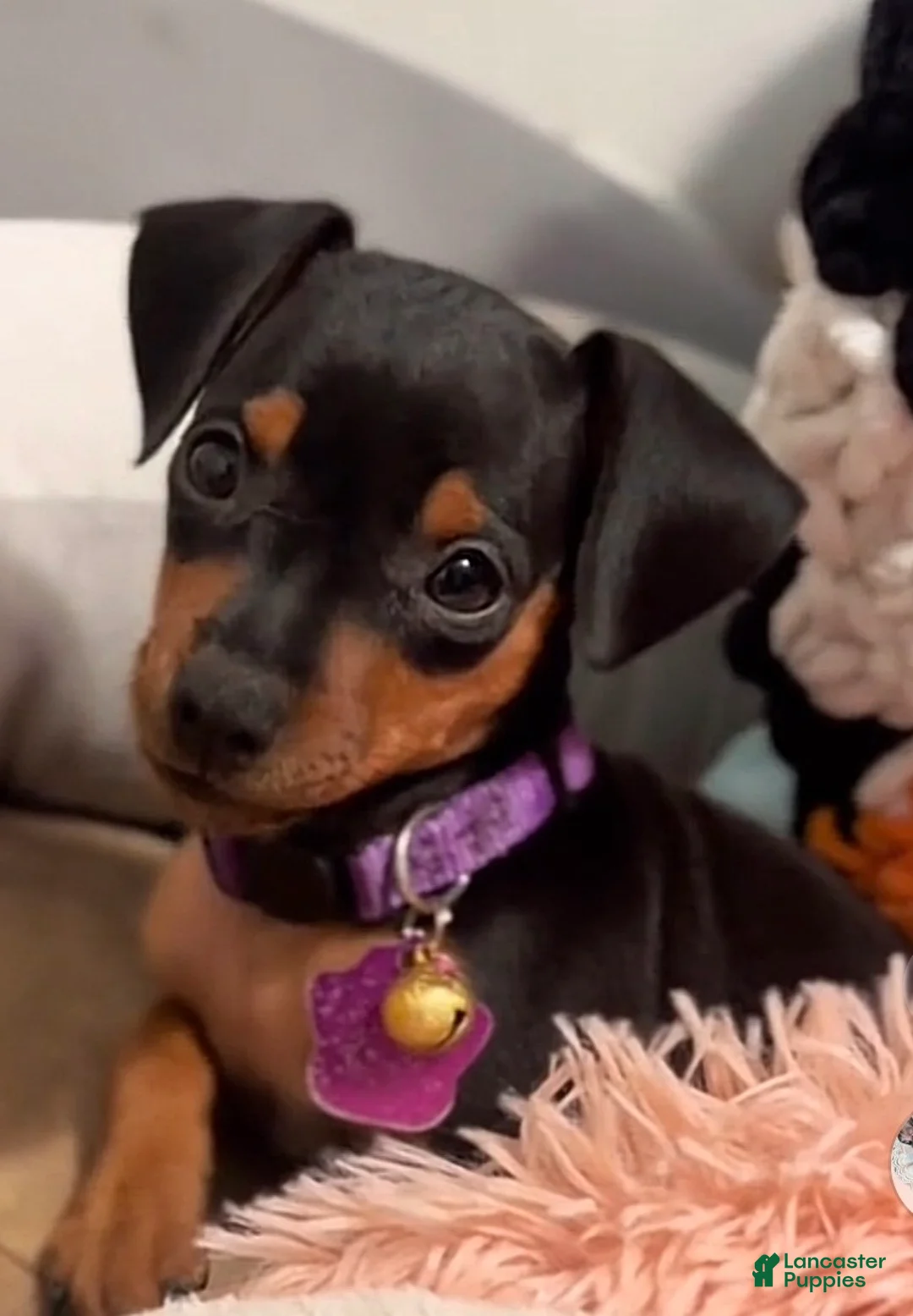 Miniature Pinscher dogs for sale: Miniature Pinscher Puppy 2 - Ad 4