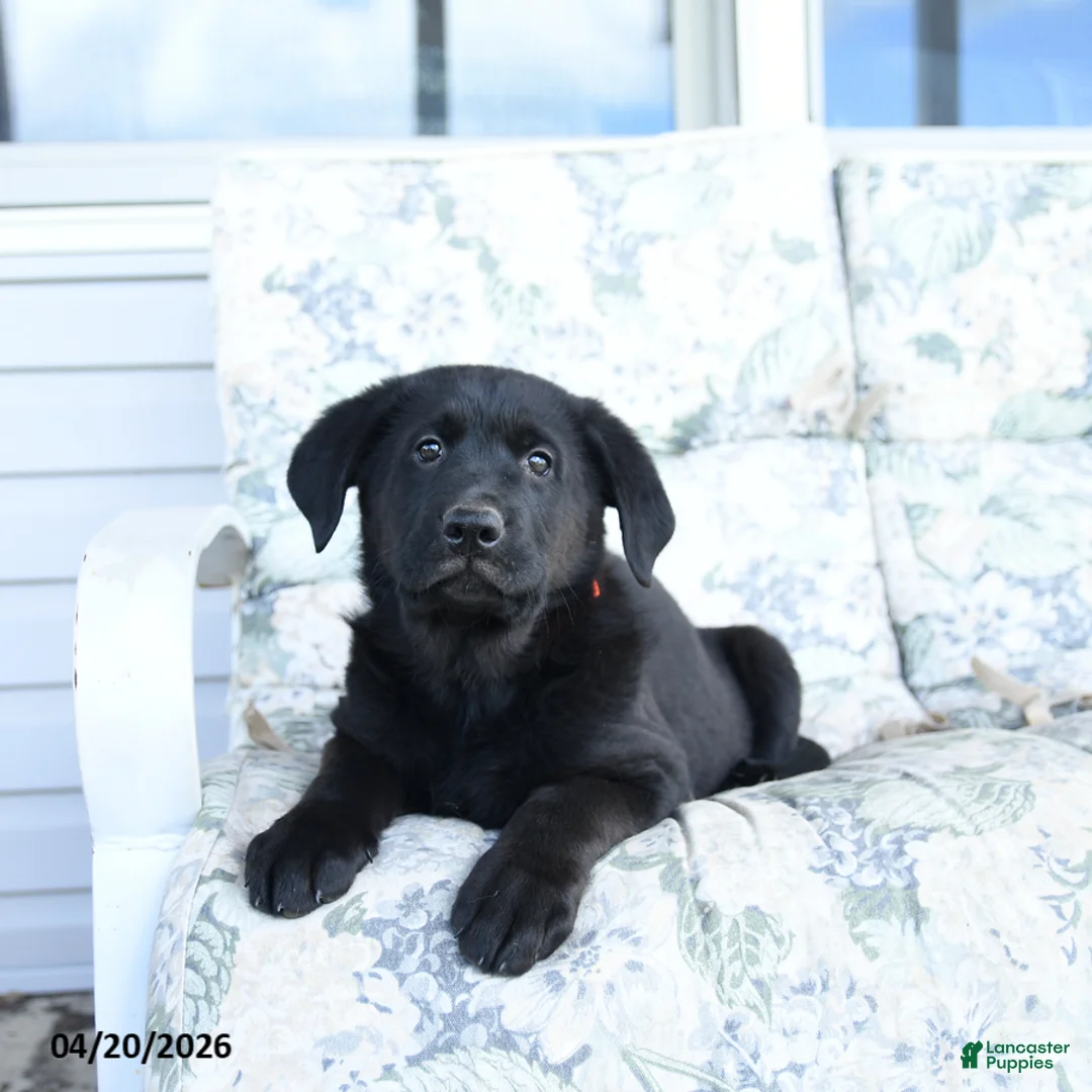 Mixed Breed dogs for sale: Levi - Ad 3