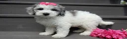 Sheepadoodle dogs for sale: Emmy-MEDIUM - Ad 4