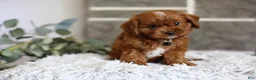 Cavapoo dogs for sale: Elliot - Ad 9