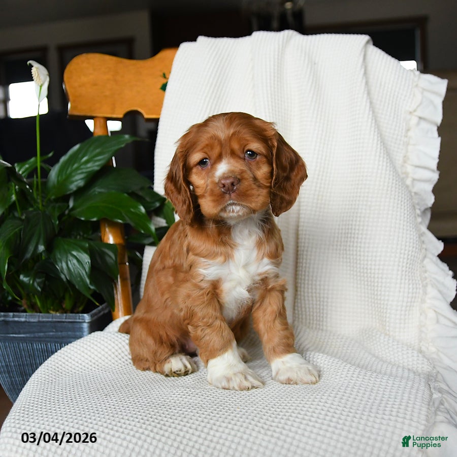 English Cocker Spaniel dogs Muffin - Ad 2