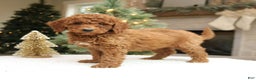 Mini Goldendoodle dogs for sale: Ottilie  - Ad 4