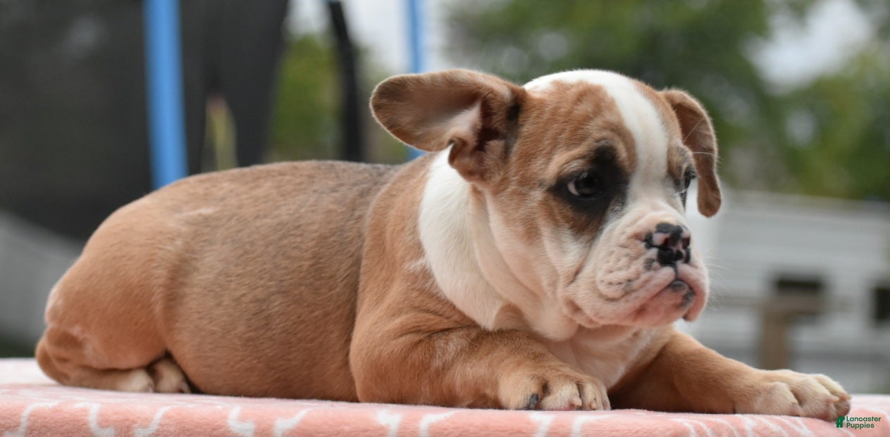 Mixed Breed dogs Willow mini bulldog hybrid  - Ad 2