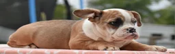Mixed Breed dogs for sale: Willow mini bulldog hybrid  - Ad 2
