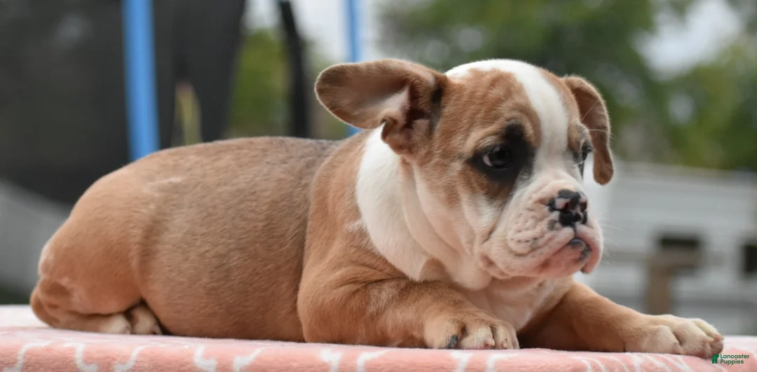 Mixed Breed dogs for sale: Willow mini bulldog hybrid  - Ad 2