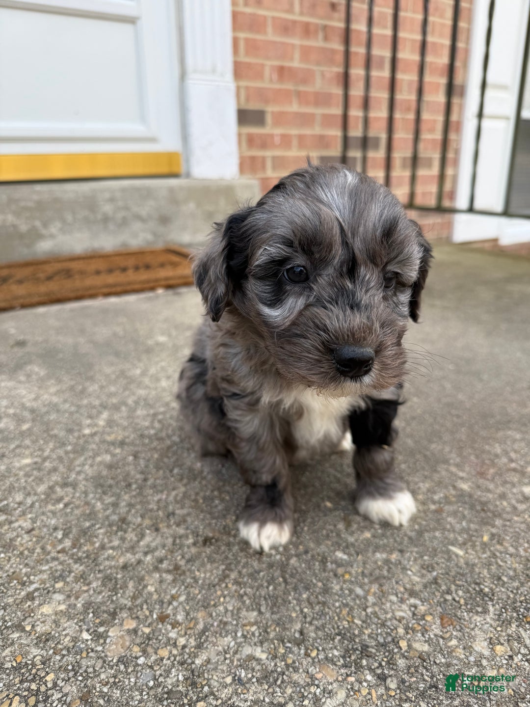 Mini Aussiedoodle dogs for sale: Mini Aussiedoodle Puppy 2 - Ad 2