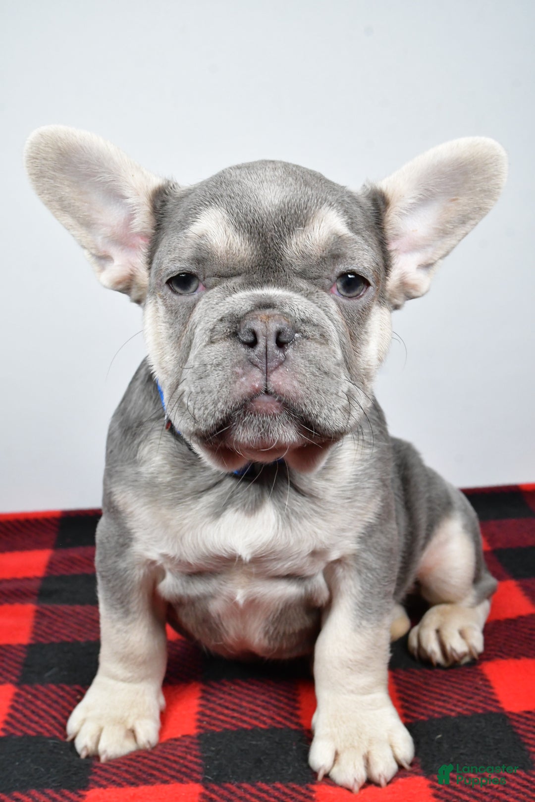 French Bulldog dogs for sale: Carl  - Ad 3