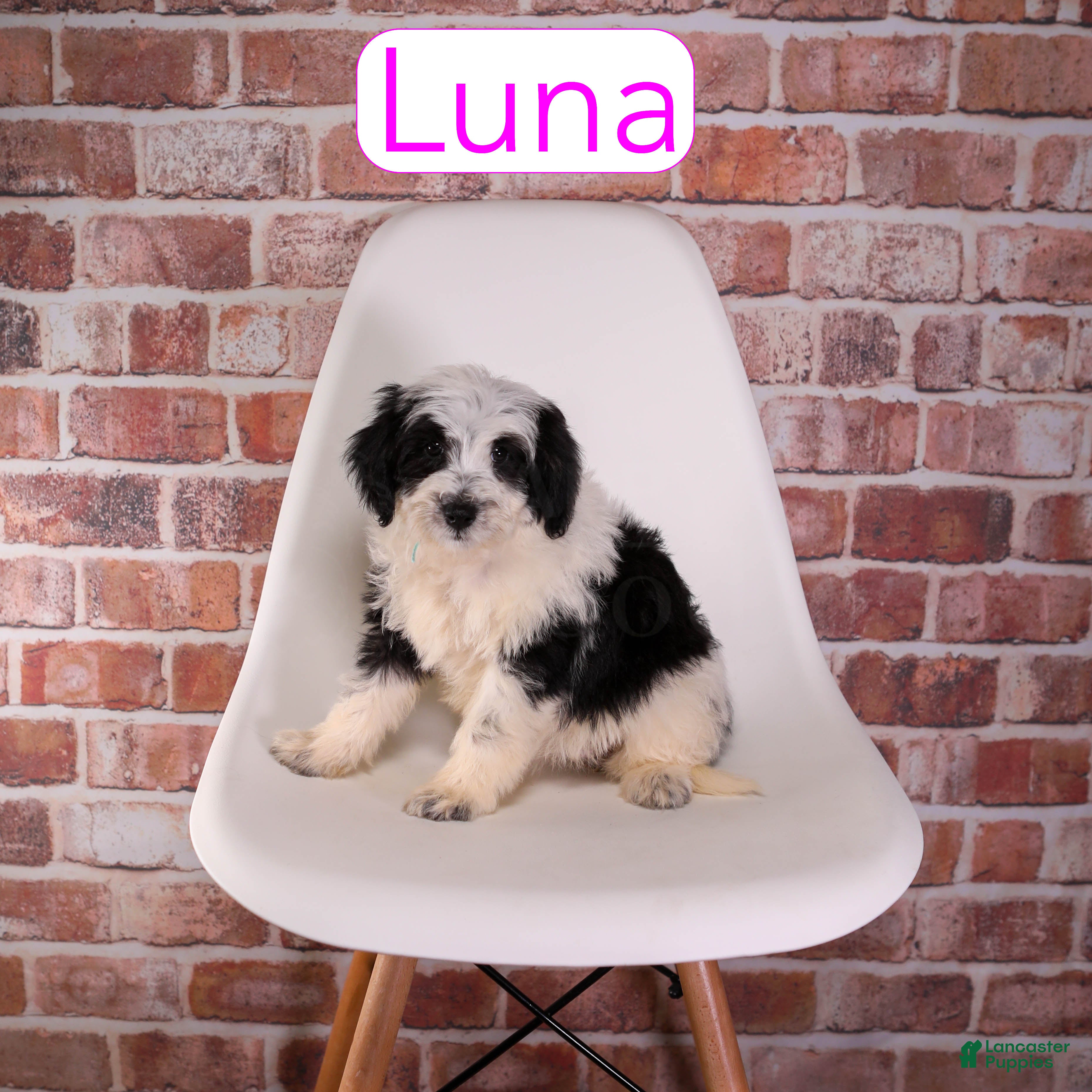 Mixed Breed dogs for sale: Luna - Ad 2