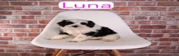 Mixed Breed dogs for sale: Luna - Ad 1