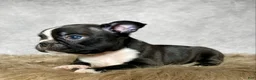 Mixed Breed dogs for sale: Mr. Milo - Ad 4