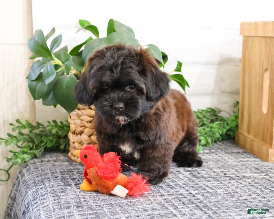 Shihpoo dogs for sale: Harry - Ad 5